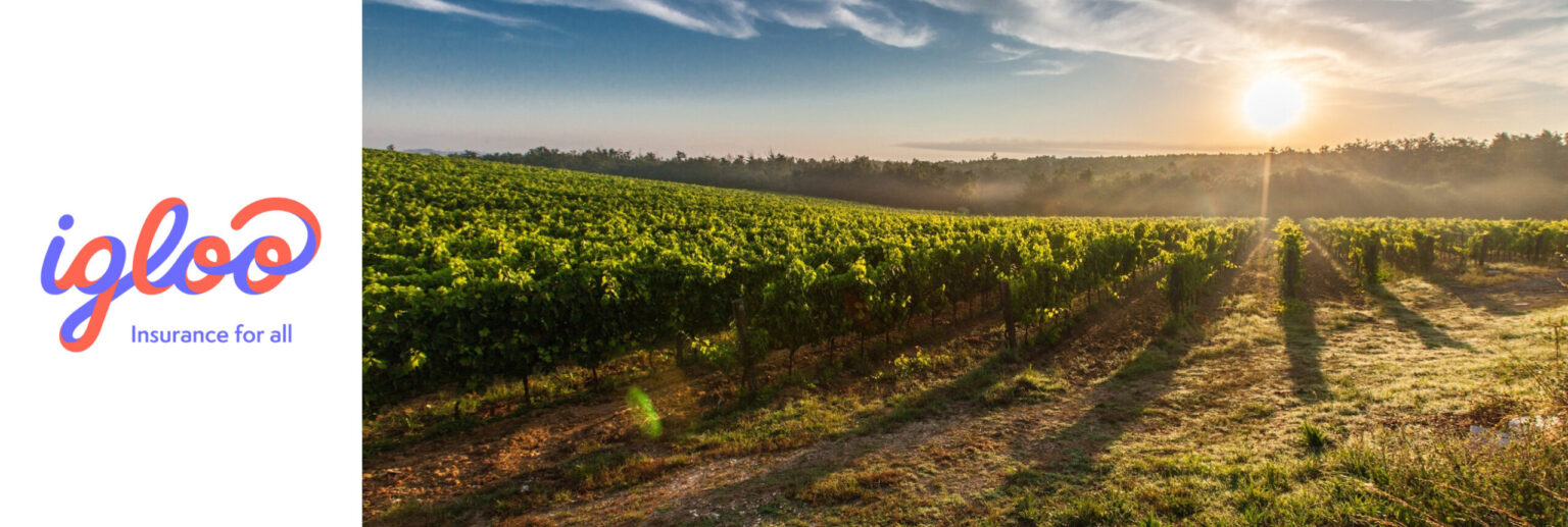 igloo weather index insurance coffee farmers